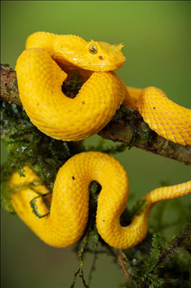 2岁属蛇是哪年出生的,32虚岁属什么生肖2022"