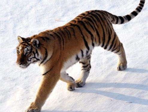 八六年属虎的是什么虎，1986年属虎是什么虎