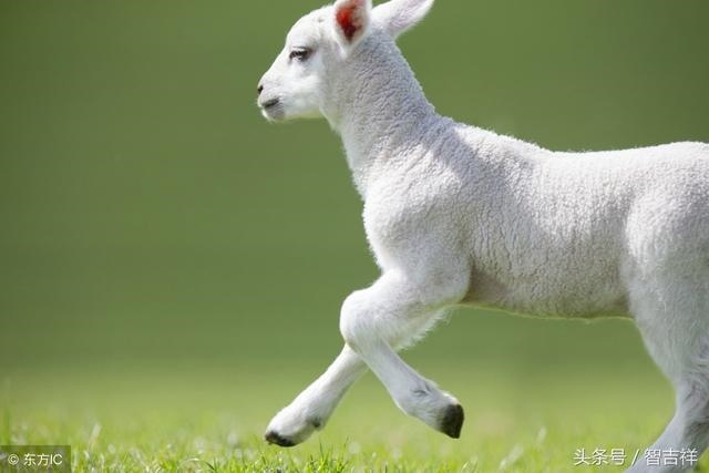 7年属兔的贵人属相，87年属兔终身贵人是哪属相"