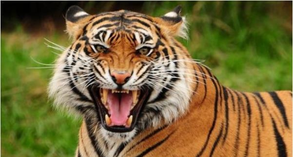 4年46岁属虎女幸运色,1974年属虎幸运颜色和数字"