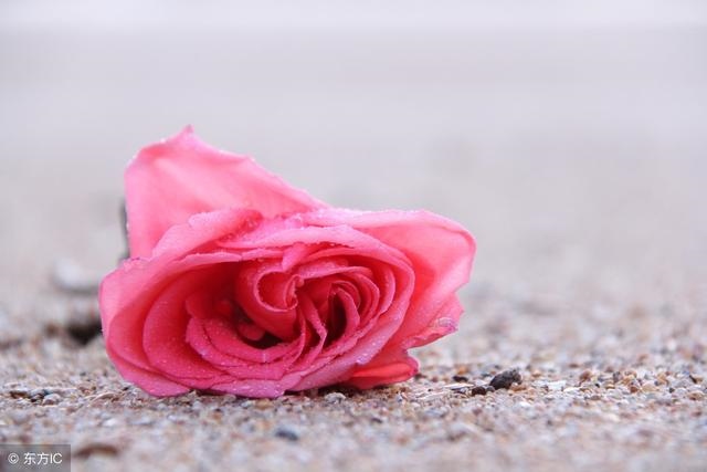 属牛2022年烂桃花，1985属牛36岁逢九年