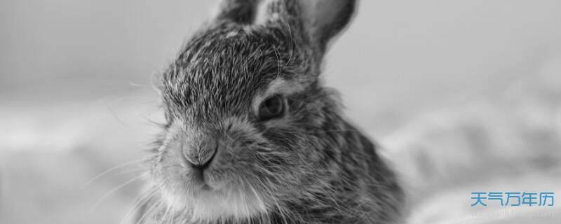 987属兔人三大劫难，1987年兔33岁后财运2022"