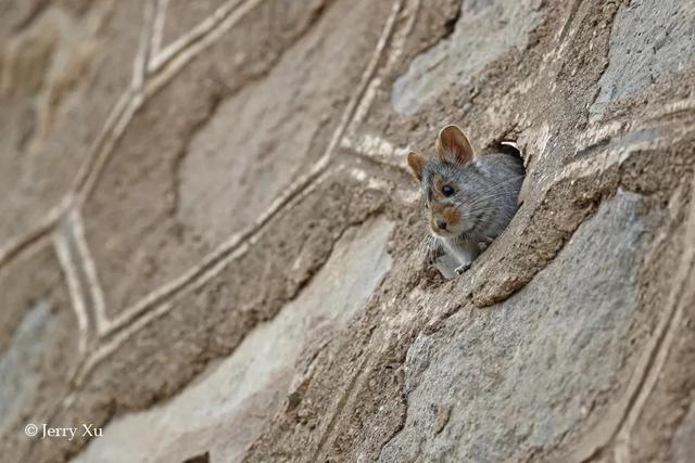 鼠兔生个鼠宝宝怎样，属兔的父母生鼠宝宝好吗