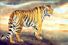 属兔的和属虎的婚配好不好,属鸡与属狗婚配好不好