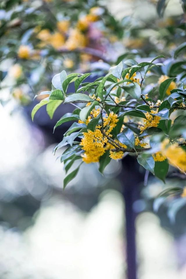 甲戌狗几月出生更好，八字里有辛未是有钱人