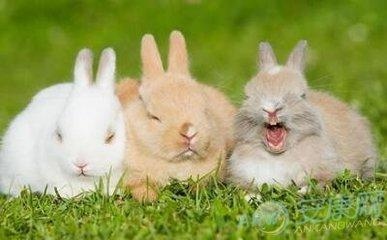 987属兔本月每日运势，87年属兔34岁有一劫2022"