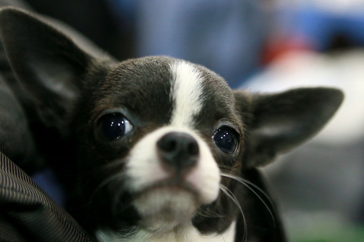 狗配什么属相更好,狗跟什么属相配更好最旺呢