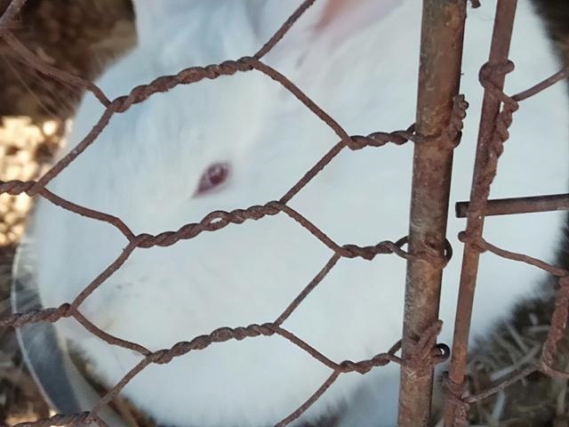 兔子怎么养它会和你熟，养兔子的十大禁忌