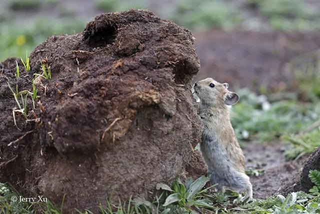 鼠兔生个鼠宝宝怎样，属兔的父母生鼠宝宝好吗