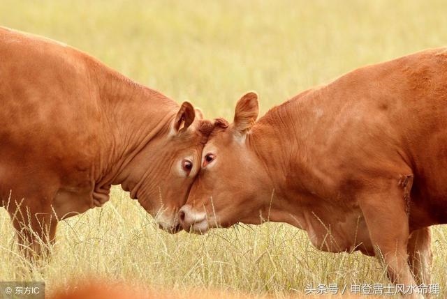 牛男和女虎相配吗婚姻,属虎女和什么属相最配