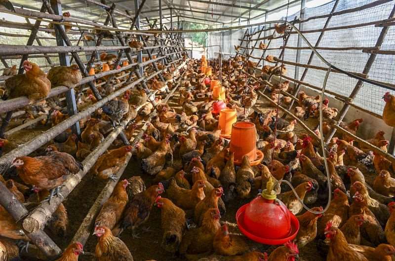 3年的鸡跟93年的鸡好不好，1990年属马的和93年属鸡女"