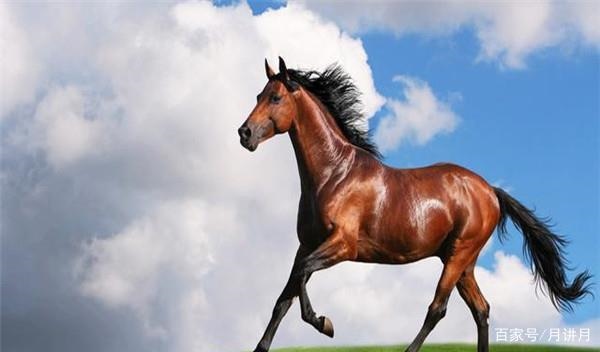 女属马跟男属猪的相配吗，女属马和男属猪的婚姻如何