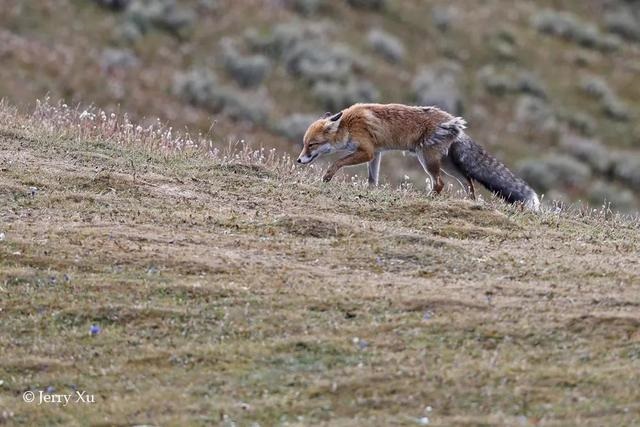 鼠兔生个鼠宝宝怎样，属兔的父母生鼠宝宝好吗