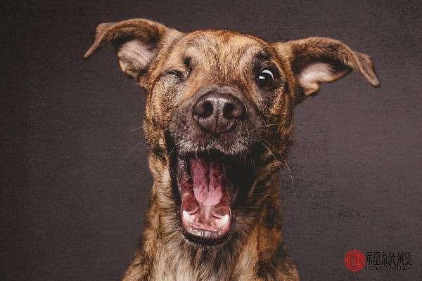 987年属兔女婚姻,87年兔女一生几次婚姻"