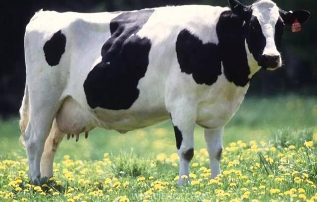 兔和牛子女合不合，属兔属牛的婚姻怎么样