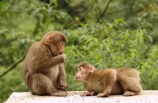 属猴的是什么命,剑锋金命最怕什么相克