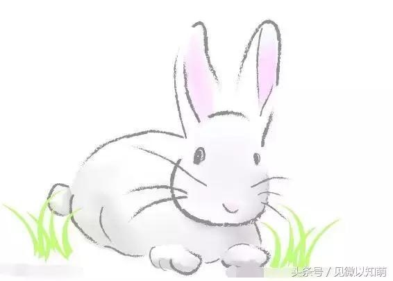 生肖属兔的运势，生肖属兔人今日运势