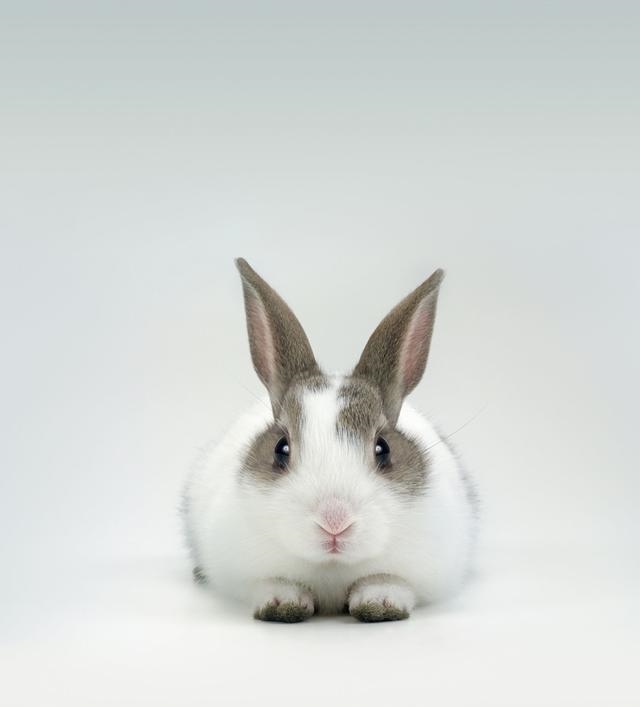 951年属兔的寿命预测，51年属兔能活多少"