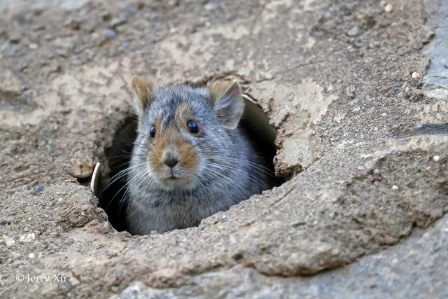 鼠兔生个鼠宝宝怎样，属兔的父母生鼠宝宝好吗