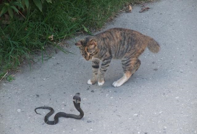 家里要出贵子的征兆，男孩晚出生特别金贵