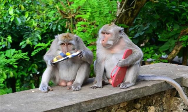 猴一岁相当于人多少岁，属猴的人今年更大多少岁