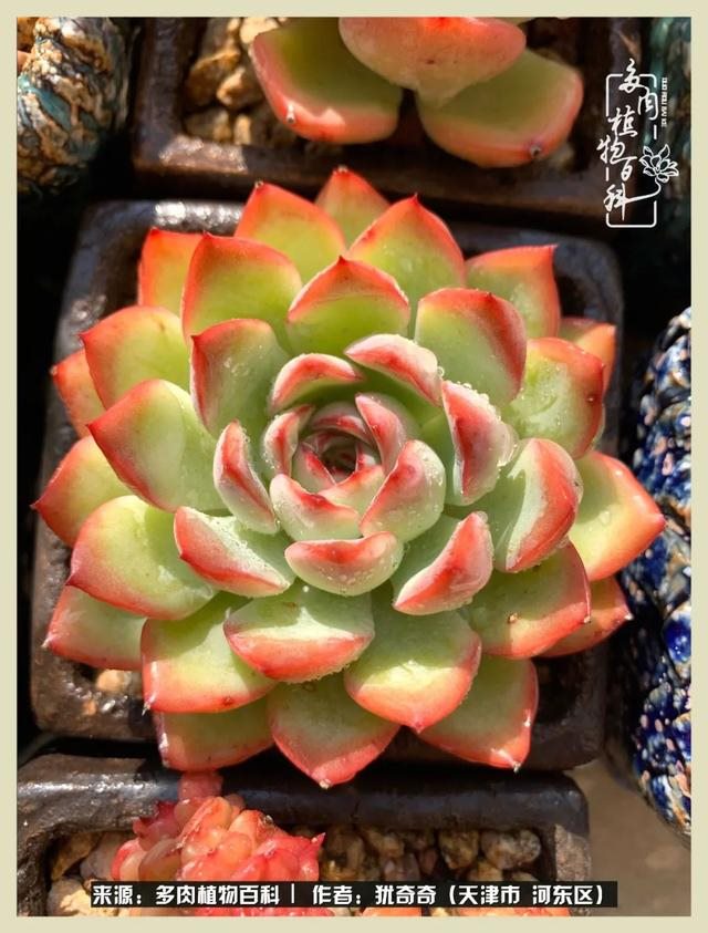 呗呗兔的土豪闺蜜是谁，呗呗兔和兔小六的关系