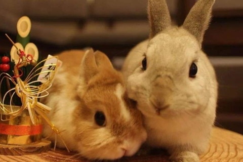 5年女兔和71年男猪,75年男兔和71年女主喝吗"