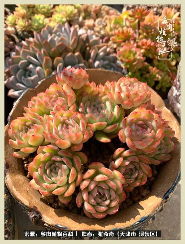 呗呗兔的土豪闺蜜是谁，呗呗兔和兔小六的关系