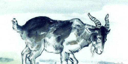 属羊人今年每月运势，属羊人每月运势2022