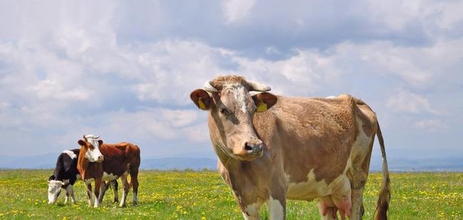 961年出生牛后半生的命运，1961年牛人男2022