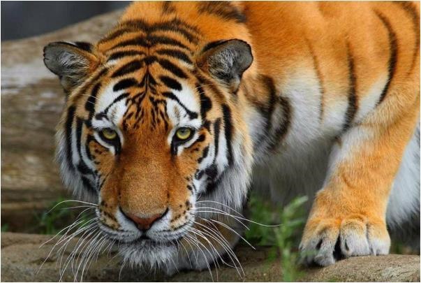 属虎忌讳什么属相，属虎婚配哪个属相禁忌