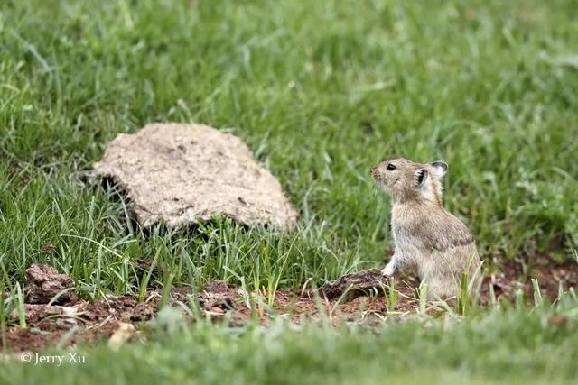 鼠兔生个鼠宝宝怎样，属兔的父母生鼠宝宝好吗
