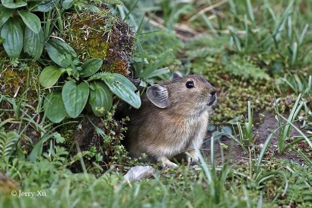 鼠兔生个鼠宝宝怎样，属兔的父母生鼠宝宝好吗