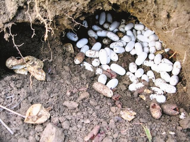 生肖蛇和什么生肖最配，属蛇的属相婚配表