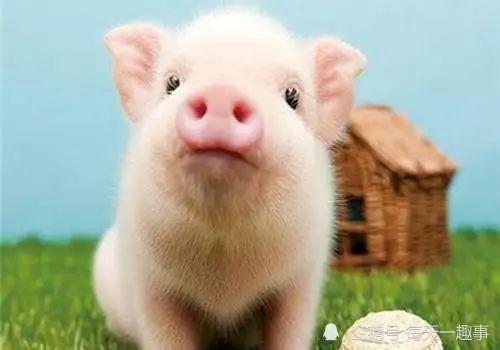 983年属猪婚姻配对，1983年猪年婚配"