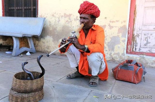 蛇头代表什么生肖，大字打一种动物