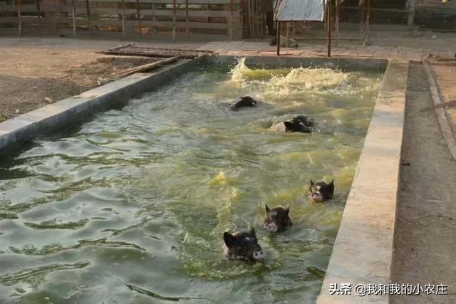 羊一次配多长时间,羊一般多长时间出栏