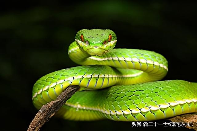 蛇头代表什么生肖，大字打一种动物