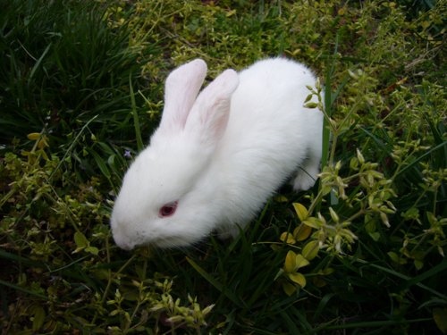 属兔人是哪年出生的，属兔最命苦的出生月份