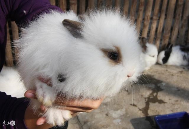 987年属兔几月份出生好，1987属兔女的十年大运"