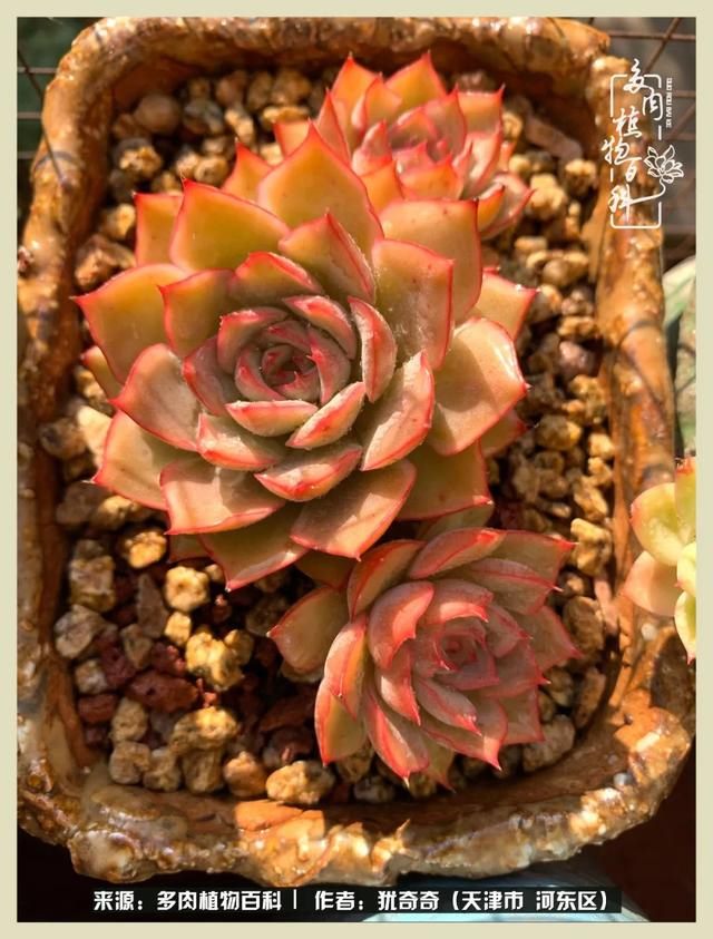 呗呗兔的土豪闺蜜是谁，呗呗兔和兔小六的关系