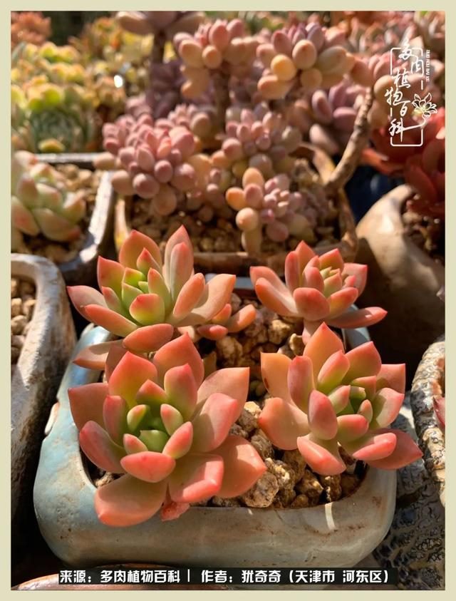 呗呗兔的土豪闺蜜是谁，呗呗兔和兔小六的关系