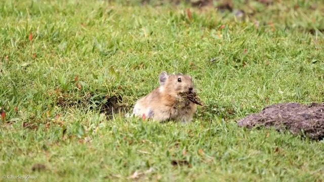 鼠兔生个鼠宝宝怎样，属兔的父母生鼠宝宝好吗