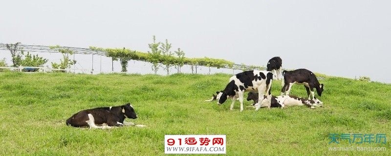 属牛年份表及年龄，属牛的年份对照表