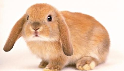 5年属兔女的贵人是谁，1975年属兔人一生运势"