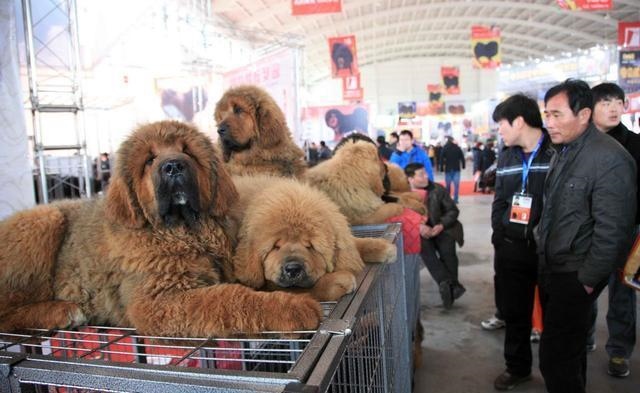 今天属狗的财运怎么样，属狗人今日有偏财运吗