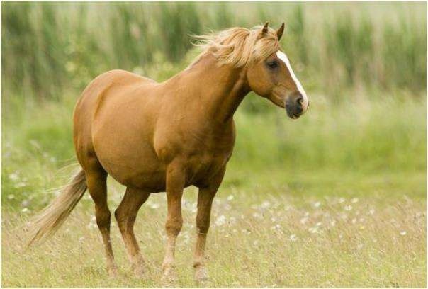 属马的八字怎么样，1978属马的贵人是谁