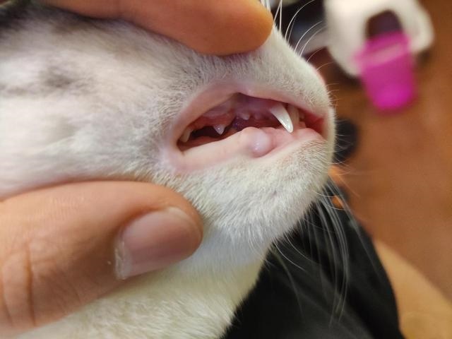 生肖表年龄对照，十二生肖年龄查询