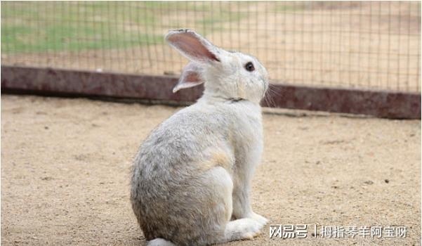 属鼠的比兔大几岁，属鼠跟属兔的婚配好吗