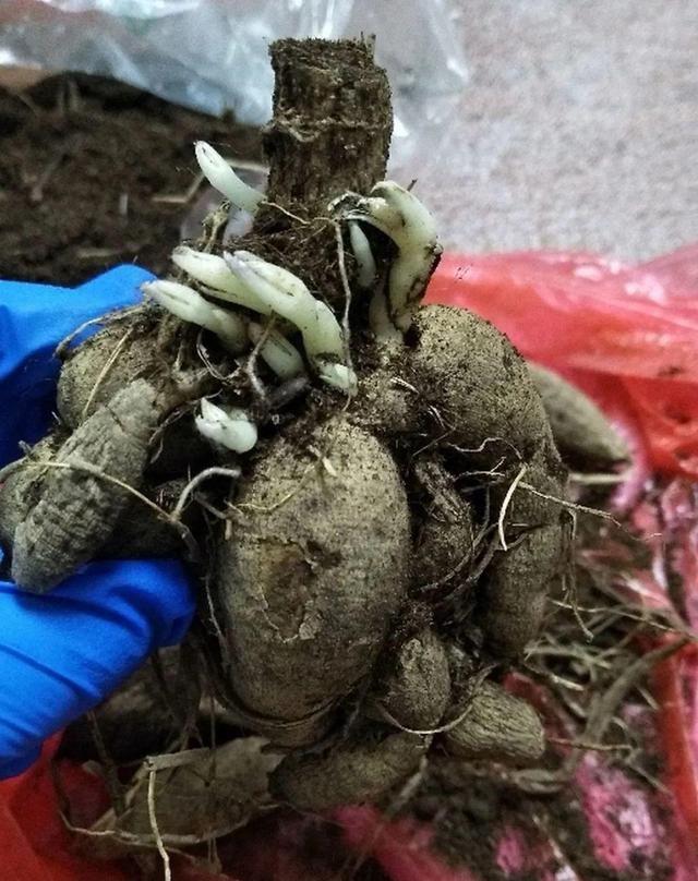 最有富贵命的五大生肖，五大更具富贵命生肖